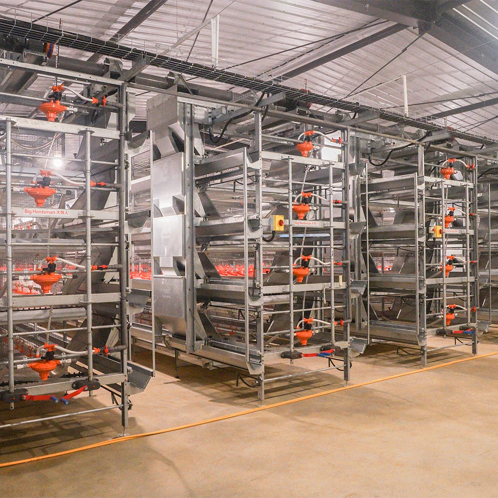 Made Poultry Farm Steel Broiler Chicken Shed Poultry Farm Fans Broiler Chicken Coop Broiler Cage Equipment Feeding