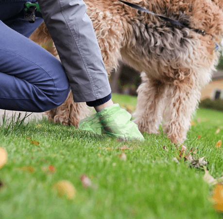 Dog picking up a toilet bag