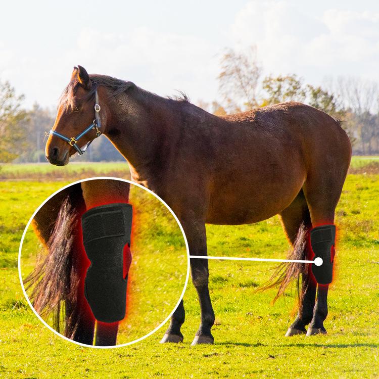 Portable Phototherapy Instrument For Recovering Horse's Back Knee