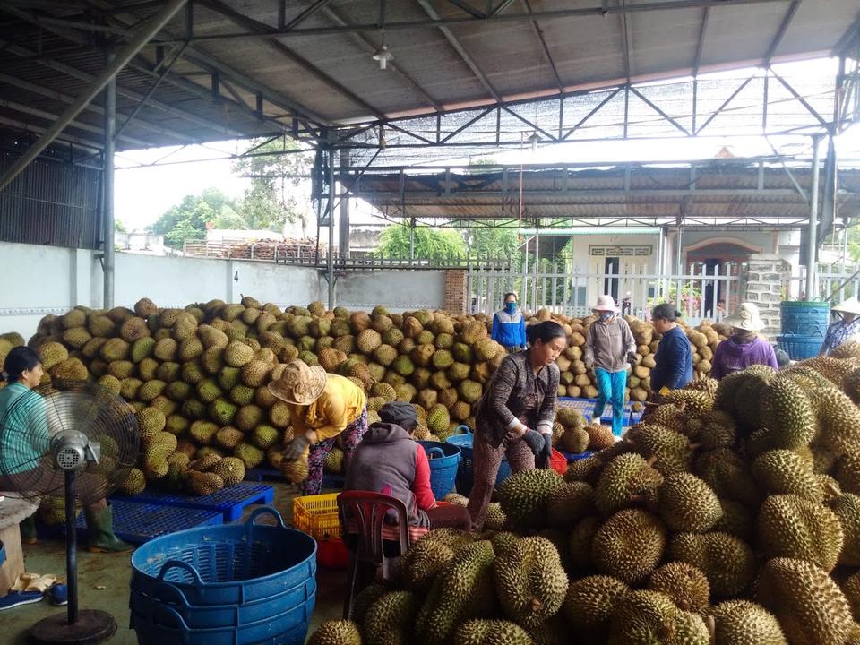 Fresh Durian Fruit ~ Imported from Thailand