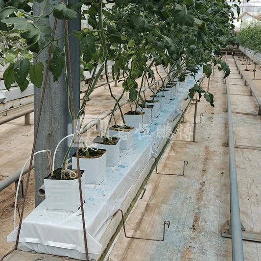 Modern Design Agricultural Hydroponic Rock Wool 3*3*2.6 Inch Planting Cotton Soilless Cultivation Seedlings Rock Wool Block