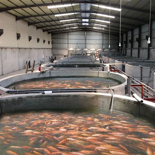 Gongo Commercial Fish Farming Ras System Aquaculture for Tilapia Salmon Fish Farm/Salmon, Tilapia, Grouper Farming Equipment