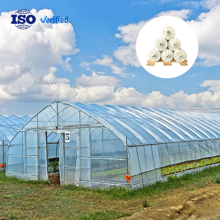 Economic PE Film Greenhouse for Vegetable Growing Single Tunnel Use