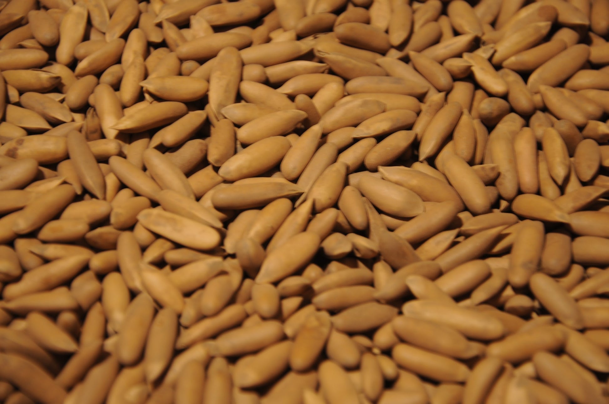 Chiligoza (pine nuts)