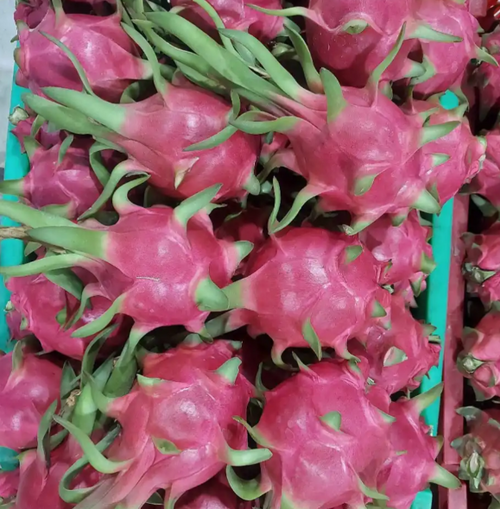 Dragon fruit | Imported from Vietnam