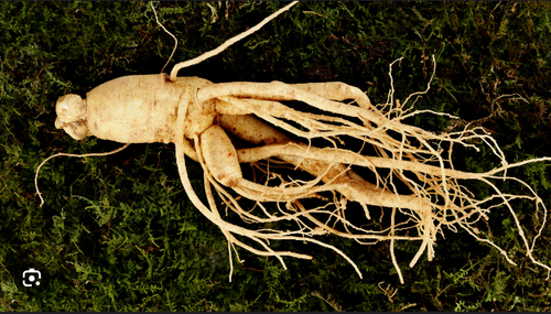 GINSENG ROOTS