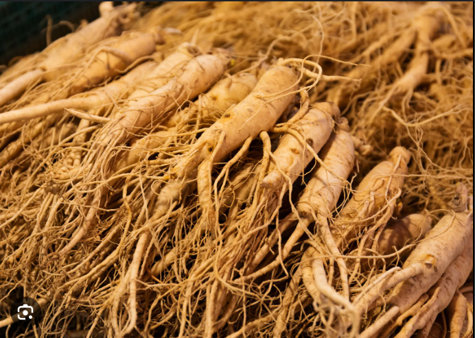 GINSENG ROOTS