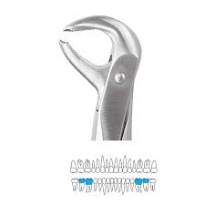 Import Dental Tooth Extraction Forceps - Stainless Steel, Precision-Engineered, 6" Length