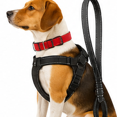 Pet Collars, Harnesses & Accessories